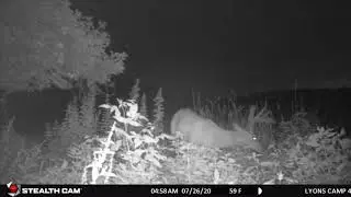 ANTLER ICE MOCK SCRAPE