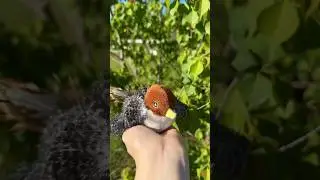 Unboxing my ​⁠​⁠@PotaromaCats flapping bird toy! 🐦 The best interactive toy for your kitty! #cats