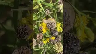 #naturetherapy #nature #snail #snails #wildflowers #natureinfocus
