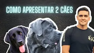 APRESENTANDO O CANE CORSO AO LABRADOR | COMO SOCIABILIZAR?