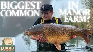 САМЫЙ БОЛЬШОЙ обыкновенный в Manor Farm? | Линейное рыболовство | НОВЫЙ PB!