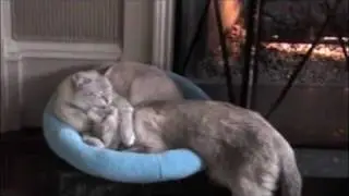 Fireside Friends