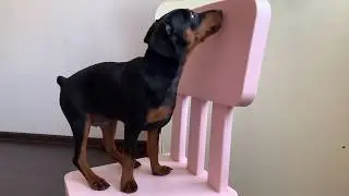 Цвергпинчер - 3 месяца. Mini Pinscher - The first 3 months of life.