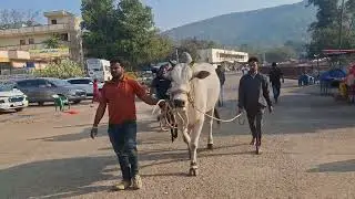 Simhachalam _Bhadrachalam preparing for the Mahanandi war || RK BULLS ||
