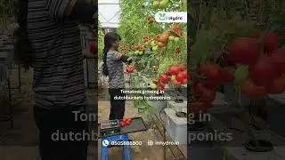 Tomatoes growing in dutchbuckets hydroponics  #popular #shortvideo #viralvideo #hydroponicfarming
