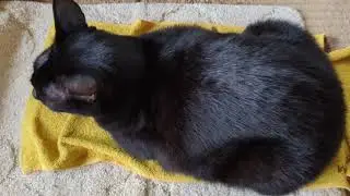 おたまこ29322😉黒たま💞１人用のマットに💖