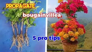 How to propagate Bougainvillea plant from cutting. 5 pro tips for  your grow Bougainvillea plant. 