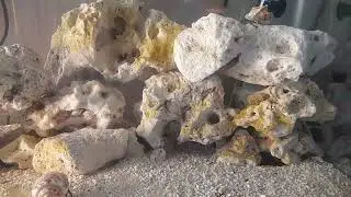 Marine fish aggression