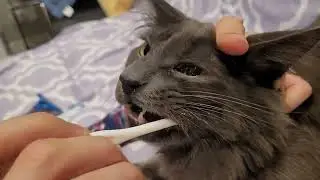 A No-Nonsense Guide to Brushing Cats' Teeth 🦷