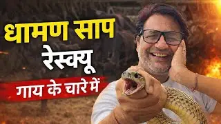 👉 ગાયના ચારામાંથી ધમણ સાપનું લાઇવ રેસ્ક્યુ | Real Snake Rescue
