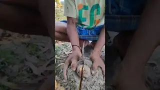 How to Grow Elephant Foot Yam (Suran, Jimikand, Oal) in the Field #shorts #short #shortvideo