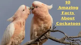 10 Surprising Facts About Cockatoos &ndash; Nature&rsquo;s Funniest Parrots