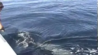 a whale rescue by a fishing net