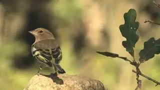 PINZON VULGAR | CHAFFINCH | Fringilla coelebs 4K