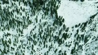 overhead evergreen forest  yiqpiz7s