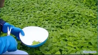 Orties en infusion un bienfait pour votre santé ( les vertus de l'ortie )