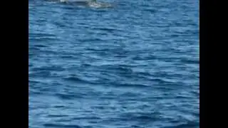 Humpback Fluke / Seward Water Taxi
