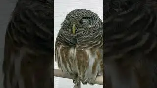 Petting a Small Japanese Owl: An Adorable Experience!#shorts