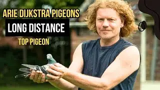 🏆 Arie Dijkstra&rsquo;s Champion Racing Pigeons: Felice, Valerie & More &ndash; National Ace Winners in 2024!