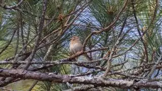 Bachman's Sparrow song