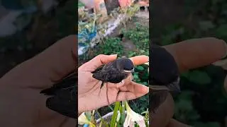 saving a baby bird / Rescue / beautiful bird / swallow bird #shorts