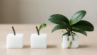 Few people know that propagating orchids is easy with just a piece of foam!