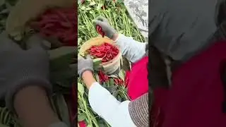 the process of harvesting red chilies is very easy and fast#shorts #trending #youtubeshorts