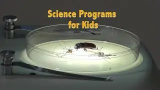 DNA Barcoding: Fall 2020 Virtual Field Trips and Science Activities