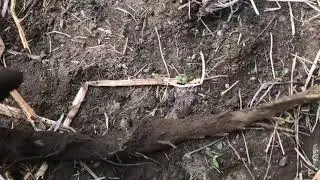 Cueillette et cuisine de la racine de bardane sauvage