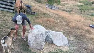 Circus goats 2