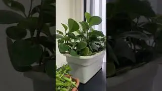 indoor Greenery in Moscow Winter ❄️ Plants, Snow and Beautiful Nature Vibes