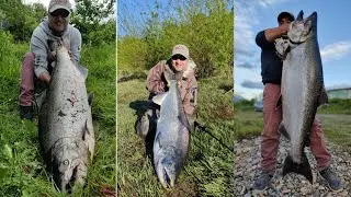 Salmón Chinook, un digno rival , te  atreverías a esta gran experiencia .