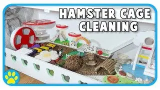 Cleaning Out Iodine's Hamster Cage | The Beaker Cage