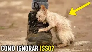 37 Animais que Imploraram Por Ajuda e Carinho à Pessoas