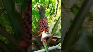 Wild Pineapple 🍍