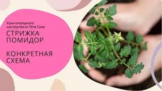 498. Как отличить и как удалить ПАСЫНОК на томатах....