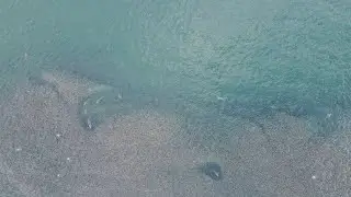 Sharks of Long Island (4K Drone Footage)