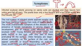 21 Nematode 2 Heterodera 1