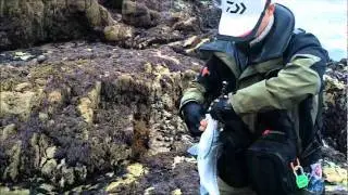 Pêche du bar