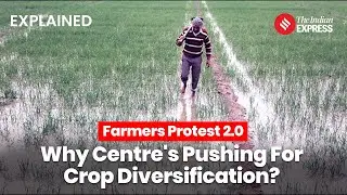 Farmers Protest Explained: Centre's Crop Diversification Proposal Faces Farmer Opposition