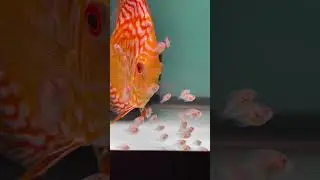 Baby Discus getting color?🤔 week 3 day 3 #discus #fish