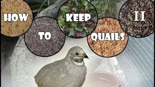 Keeping And Raising Quails part 2, How To Feed Your Quails