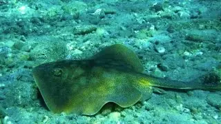 Stingrays vs. Skates: Can you tell the Difference?