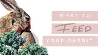 What To Feed Your Bunny - Rabbit Nutrition With Dr. David Vella & Dr. Kate Adams - Bondi Vet