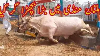 50 lack k heavy bulls Sunday Multan Mandi  update  Rare Smallest Cow