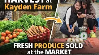 Harvest at Kayden Farm | Fresh Produce Sold at the Market