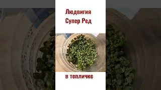 Людвигия Супер Ред в сухой форме (в тепличке)