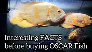 Interesting FACTS to know before buying OSCAR Fish in Hindi/Urdu - Imran's World #OscarFish
