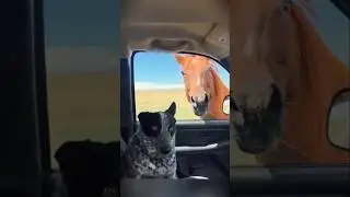 Top 10 Cats & Dogs Making the Funniest Faces 🐶🐱 | You Won&rsquo;t Stop Smiling