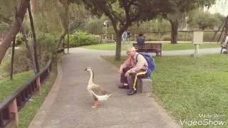 A bond between a man and a duck